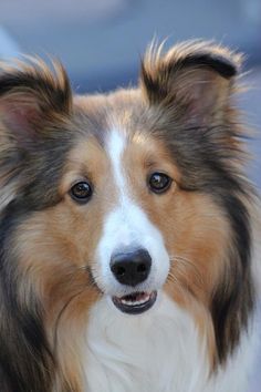 shetland sheepdog 4