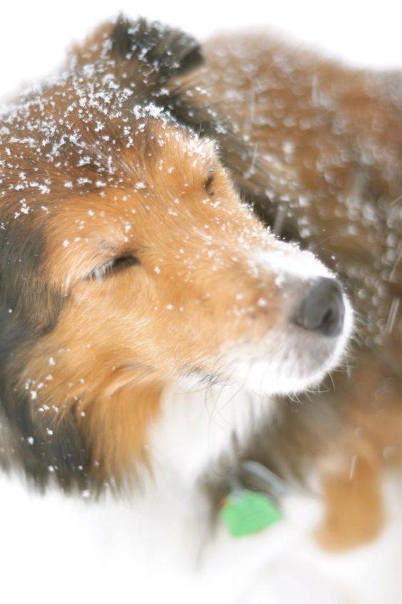 shetland sheepdog 5