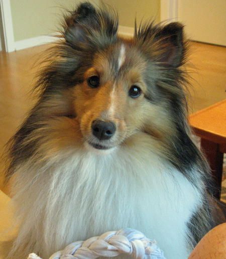 shetland sheepdog 6