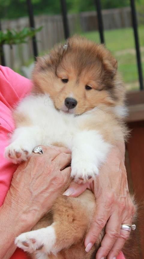 shetland sheepdog 8