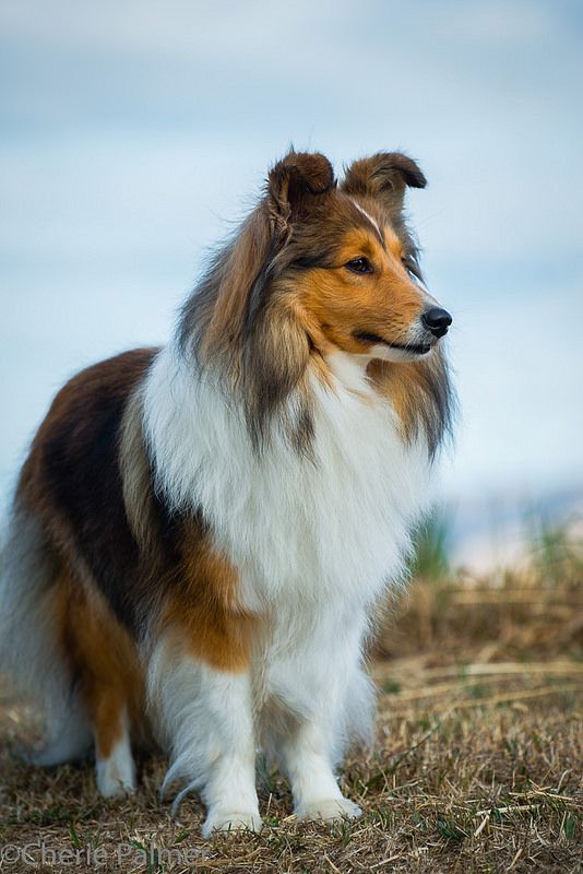 shetland sheepdog 9