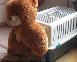 Mom Sets Up Camera When Teddy Bear Keeps Disappearing. Captured Footage Is Hilarious