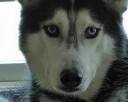 16 Reasons Huskies Are Not The Friendly Dogs Everyone Says They Are