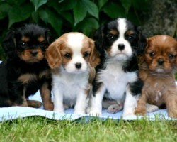 16 Reasons Cavalier King Charles Spaniels Are Not The Friendly Dogs Everyone Says They Are