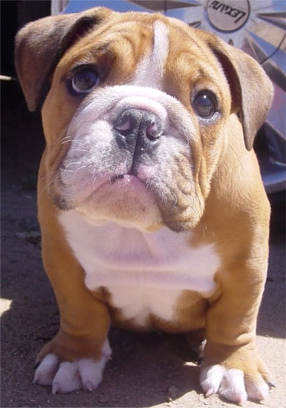 English Bulldog eyes