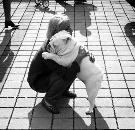English Bulldog hug