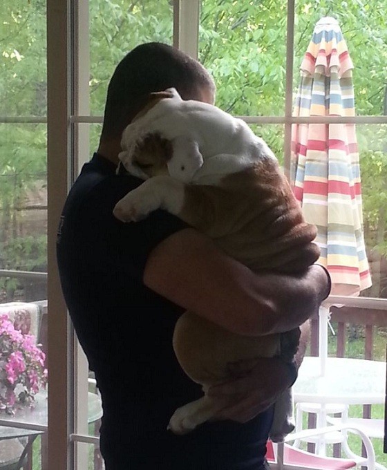 English Bulldog hugs