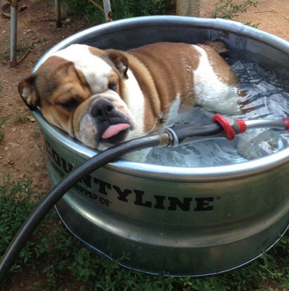 English Bulldog in pool