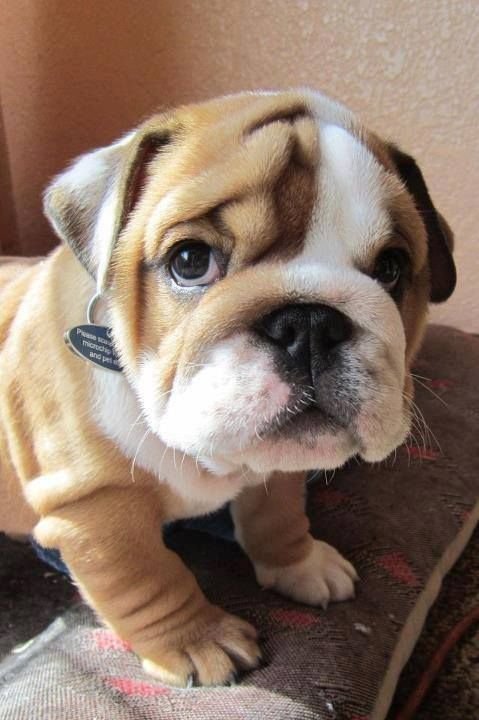 English Bulldog looking