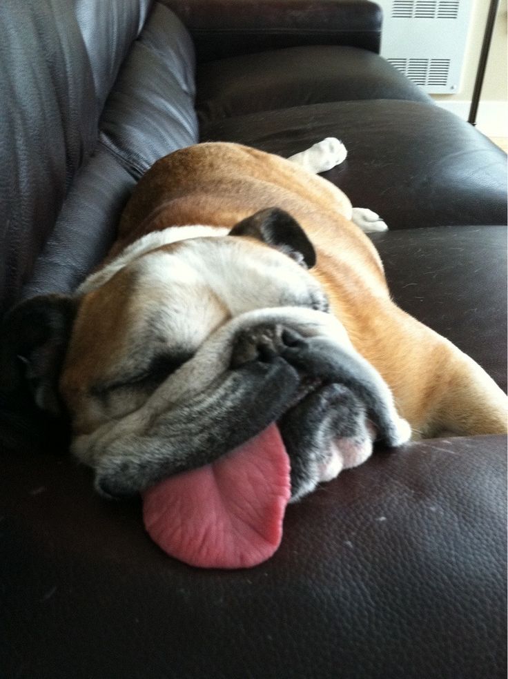 English Bulldog sleep