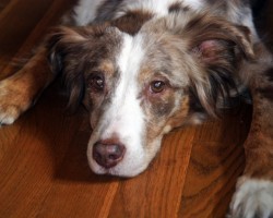 20 Things All Australian Shepherd Owners Must Never Forget