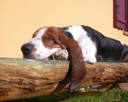 16 Reasons Basset Hounds Are Not The Friendly Dogs Everyone Says They Are