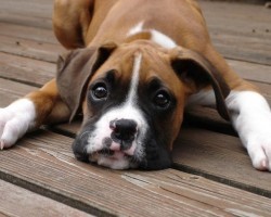 16 Reasons Boxers Are Not The Friendly Dogs Everyone Says They Are