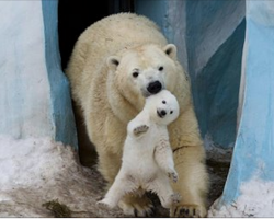 25 Of The Cutest Parenting Moments In The Animal Kingdom