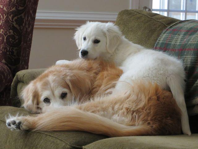 cute golden retrievers white