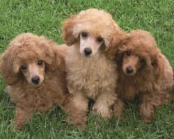 16 Reasons Poodles Are Not The Friendly Dogs Everyone Says They Are