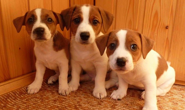 cute puppies jack russells