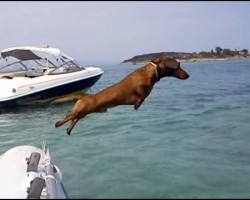 Dachshund on Vacation! This Little Doxie is Enjoying Life To The Fullest!