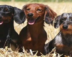 Dachshunds Are Awesome
