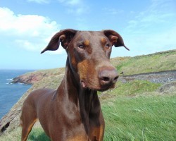 16 Reasons Dobermans Are Not The Friendly Dogs Everyone Says They Are