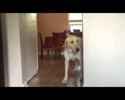 Dog Conquers Fear of Stepping onto Carpet. How He Overcame His Fear Is Too Cute!