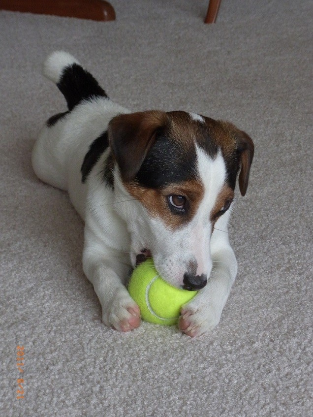 dog jack russell ball play