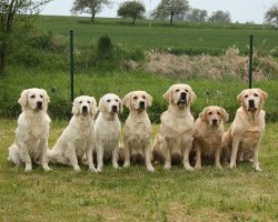 7 Adorable Signs That Your Dog Sees You As Her Pack Leader