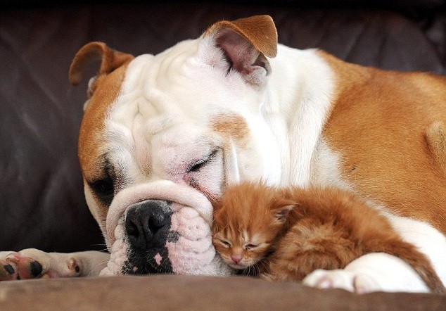 english bulldog and kitten