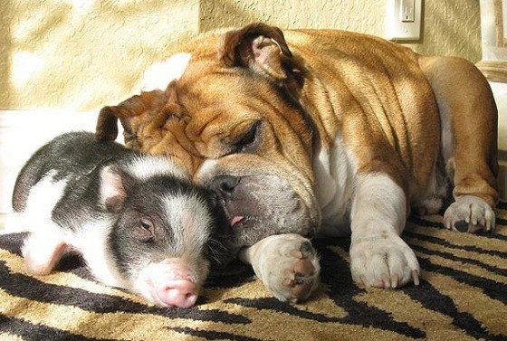 english bulldog and pig