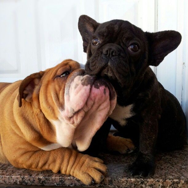 english bulldog friend