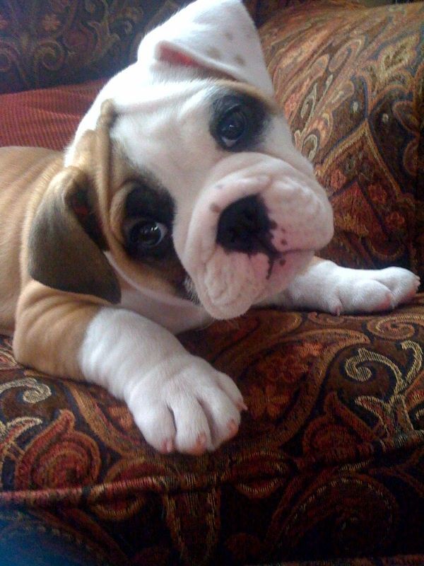 english bulldog puppy