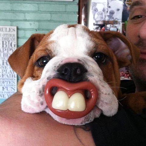 english bulldog teeth toy