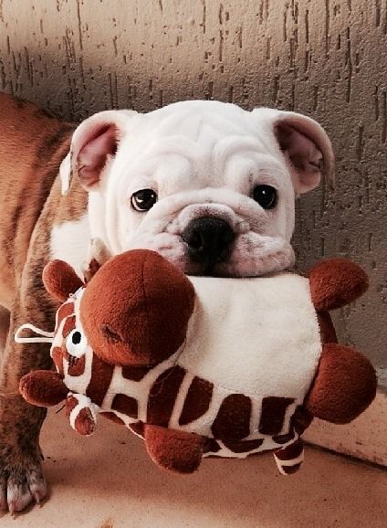 english bulldog toy