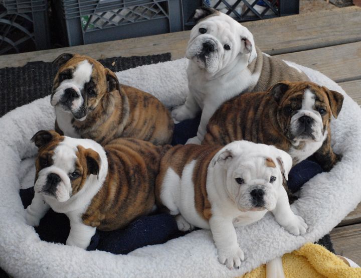 english bulldogs dogs