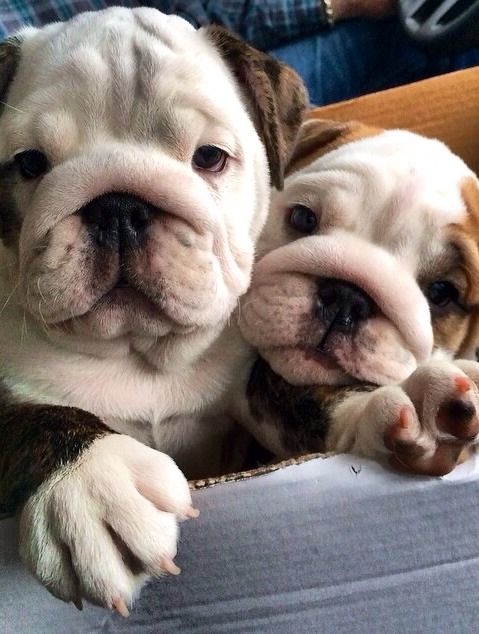 english bulldogs puppies