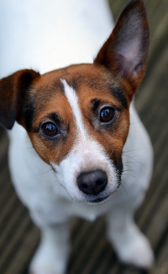 eyes face jack russell