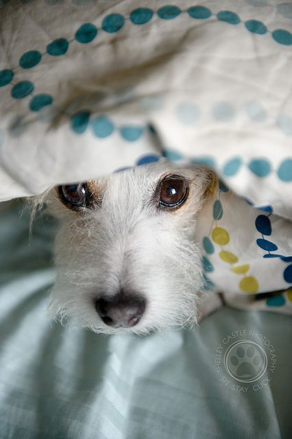 eyes jack russell nose