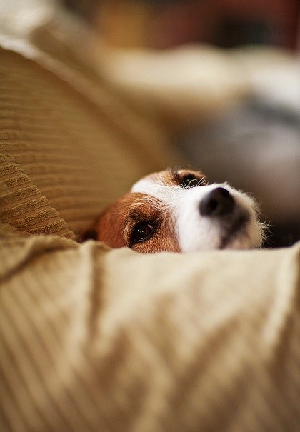 face cute eyes jack russell