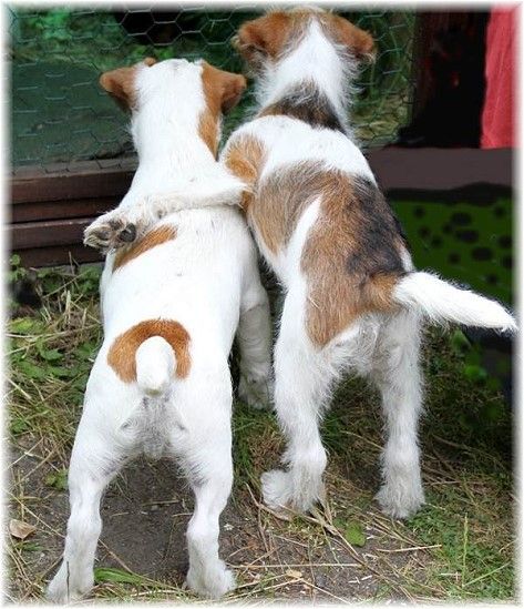 friends jack russells dogs