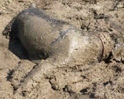 Giant Schnauzer LOVES His Mud Bath! Owner’s Reaction? Hilarious!