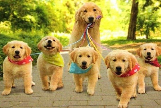 golden retriever 0