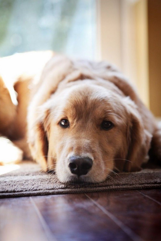 golden retriever face eyes