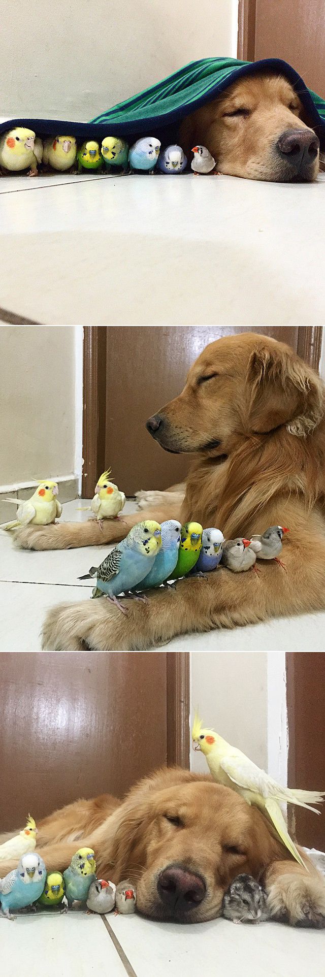 golden retriever friends birds