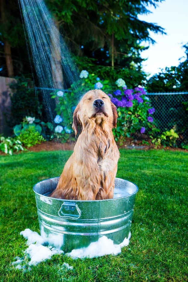 golden retriever water