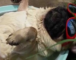 Happy Pug Is Snoring Away In The Sunshine. When He Wakes Up? Hilarious!