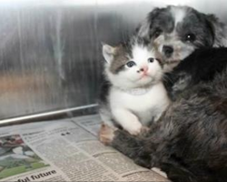 Homeless Dog Nurses An Abandoned Kitten. This Will Definitely Melt Your Heart (With UPDATE)