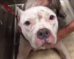 Stray Pit Bull And Her Puppies are Rescued – But Mama Tries to Tell Them Something Is Still Wrong