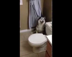 Husky Throws Temper Tantrum To Protest Bath Time and Hides Behind Toilet