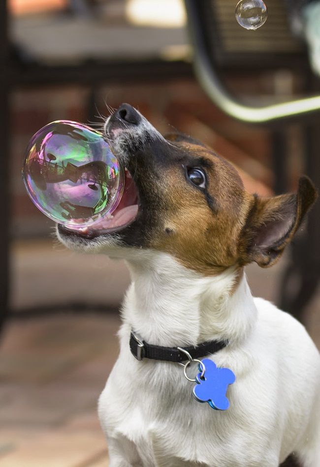 jack russell bubble dog pics