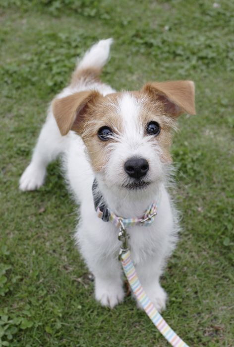 jack russell eyes puppy